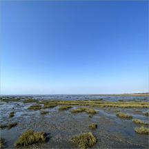 生態(tài)重建技術(shù)