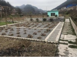 土壤滲濾污水處理技術(shù) 土壤滲濾污水處理技術(shù)