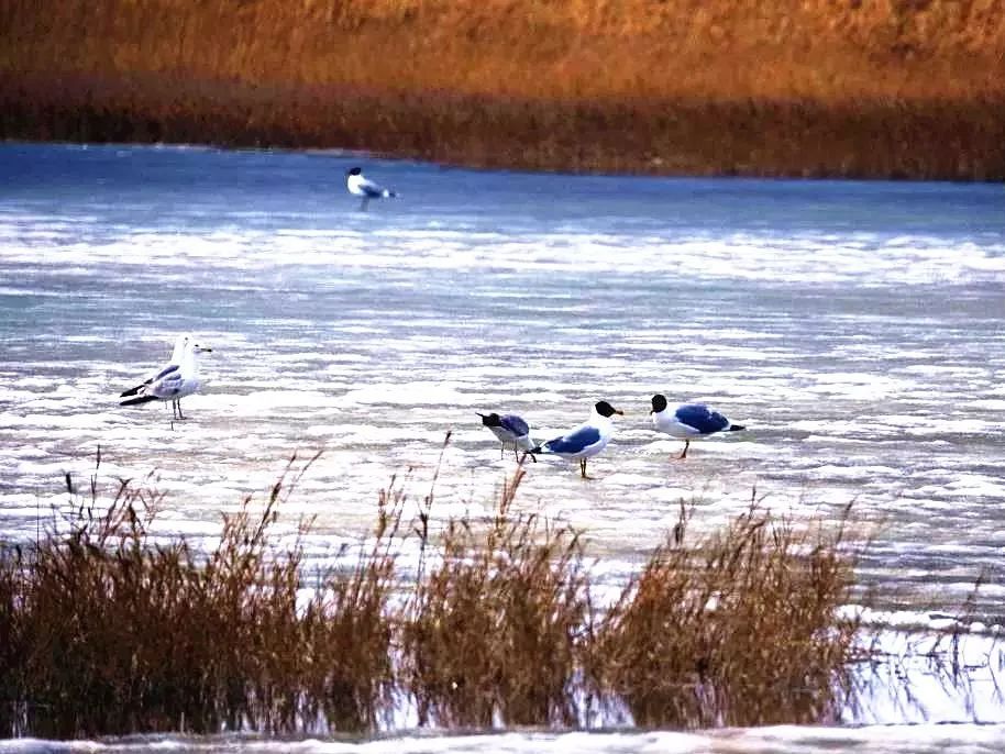 濕地水鳥 濕地水鳥