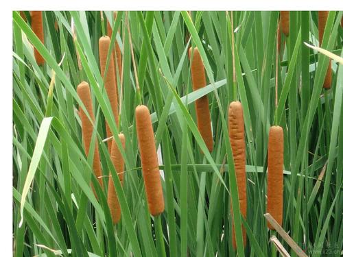 香蒲能有效地吸收硒，特別是硒酸鹽
