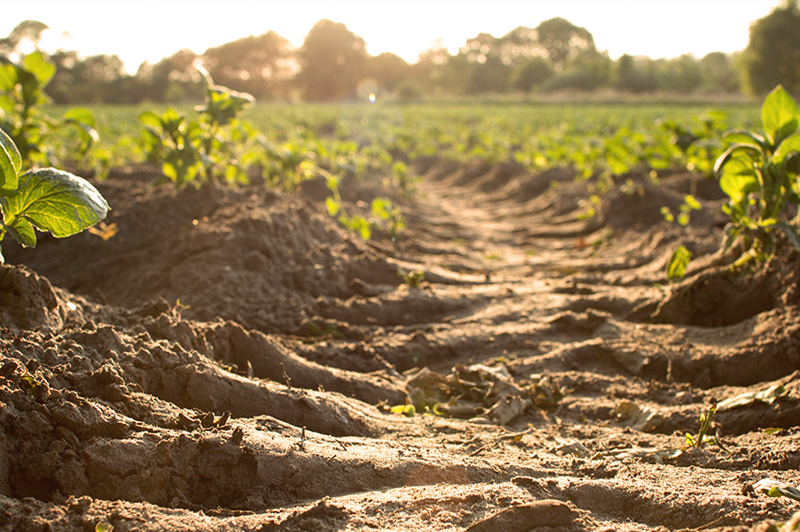 農(nóng)用地污染情況 農(nóng)用地污染情況