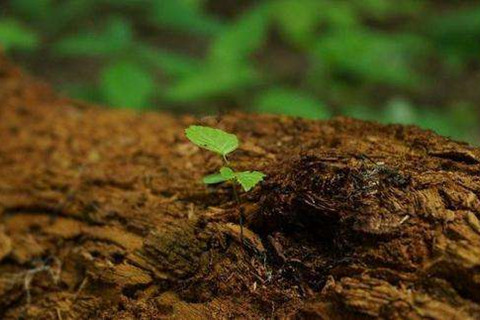 河北華清 河北華清